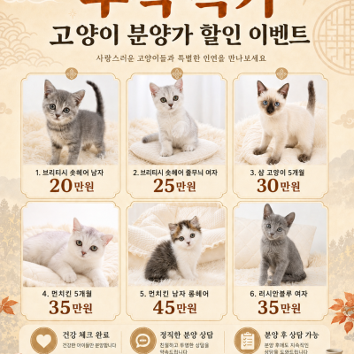 펫모아 추석 특가 고양이 분양 할인 이벤트