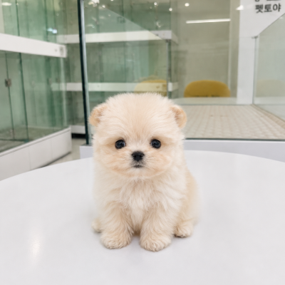 말티푸 - 남아
