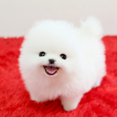 포메라니안