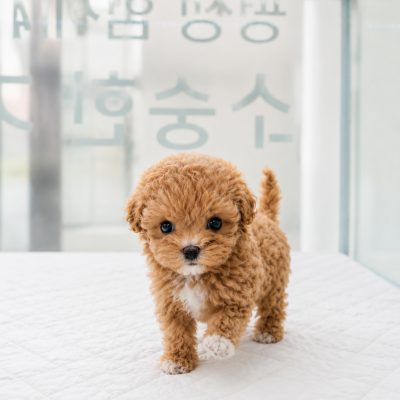 말티푸 - 여아