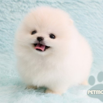 포메라니안