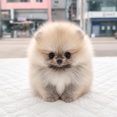 포메라니안 - 여아