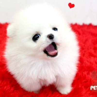 포메라니