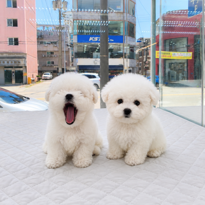 비숑프리제 - 남아 여아