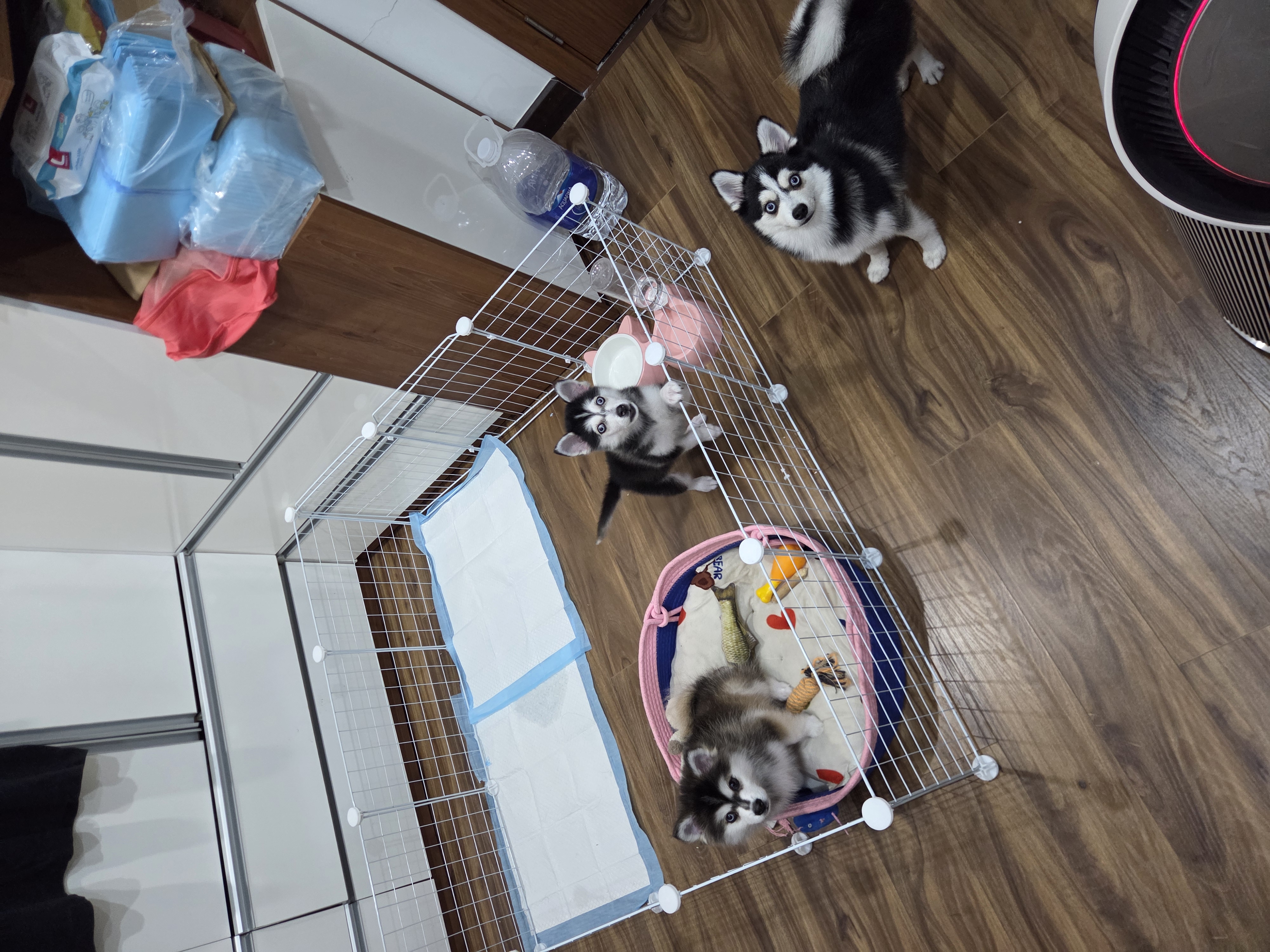 폼스키 후기